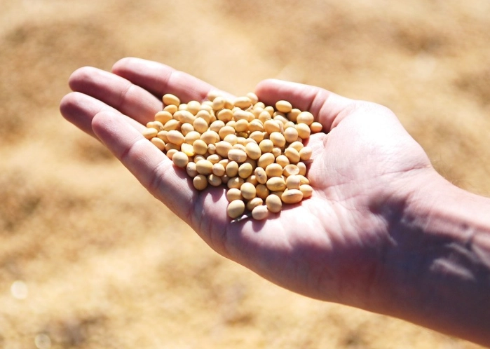 黑豆黃豆哪個好