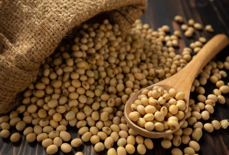 熟黃豆營養