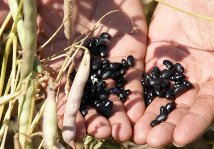 黑豆黃豆哪個好