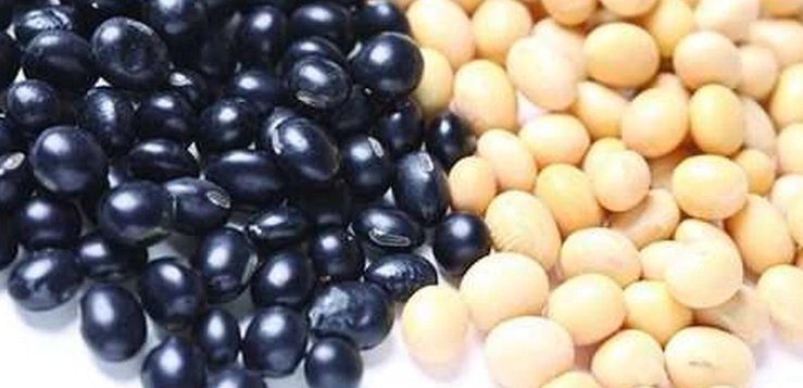 豆類營養比較