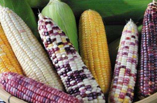 一根糯玉米热量