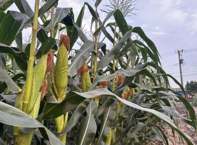 一个甜玉米热量