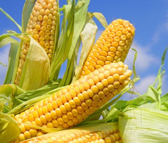 玉米營養男性健康 玉米營養男性健康