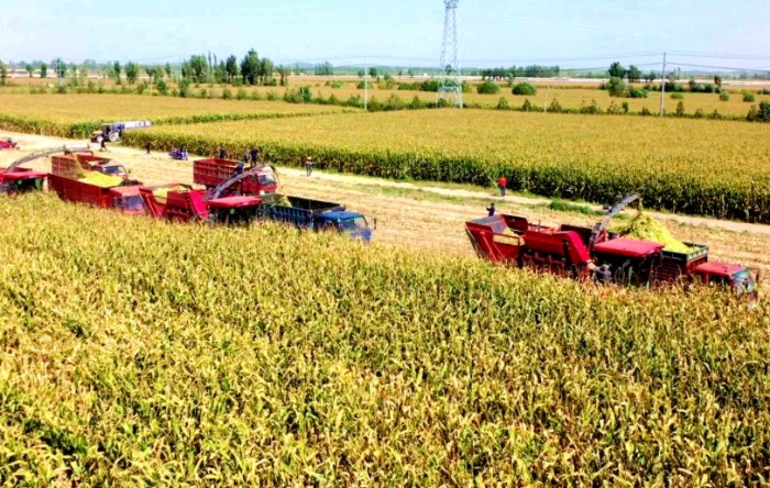 玉米減肥 玉米減肥