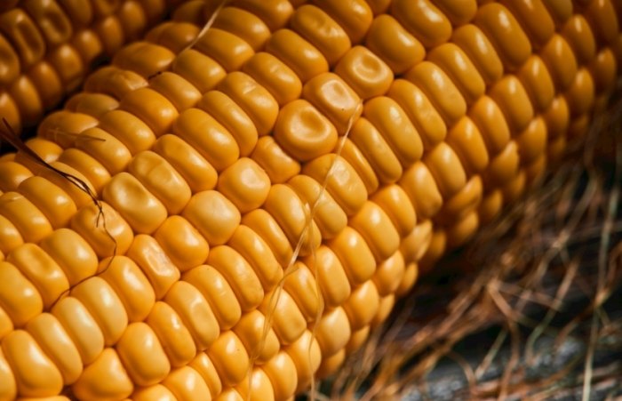 玉米每日食用 玉米每日食用