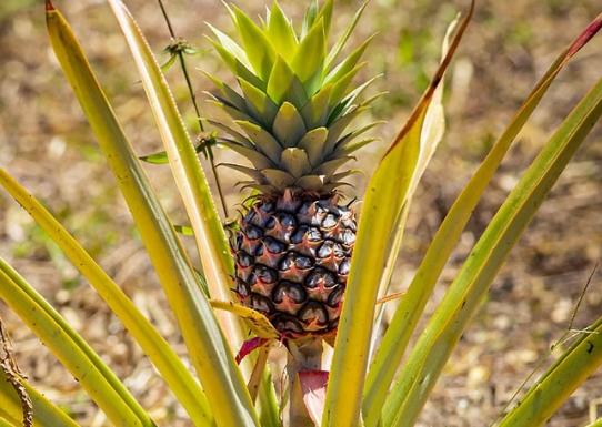 鳳梨酵素最佳食用時機 鳳梨酵素最佳食用時機