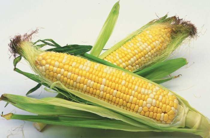 每天吃一根玉米
