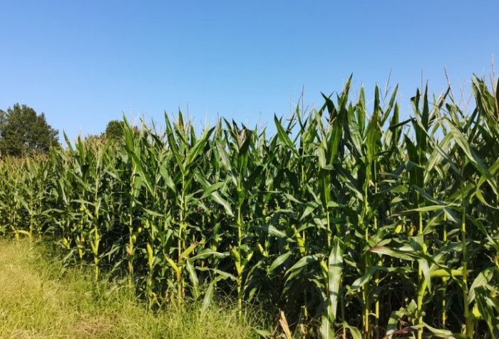 玉米卡路里 玉米卡路里