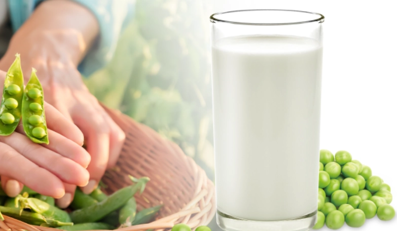 豌豆蛋白粉食用方法