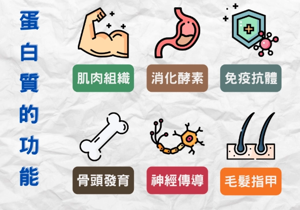 60克蛋白質 60克蛋白質