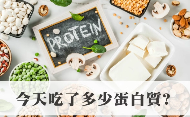 蛋白質攝取量 蛋白質攝取量