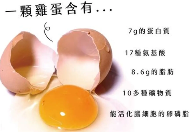 雞蛋蛋白質位置 雞蛋蛋白質位置