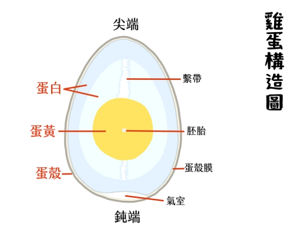 雞蛋蛋白質位置 雞蛋蛋白質位置