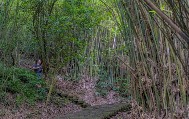 硬漢嶺步道攻略