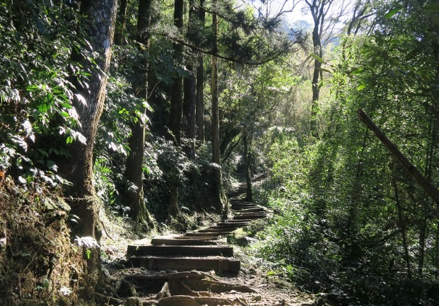大凍山接駁車 大凍山接駁車