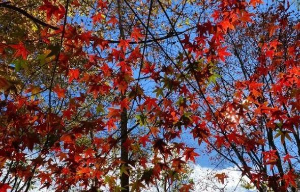 馬拉邦山賞楓路線