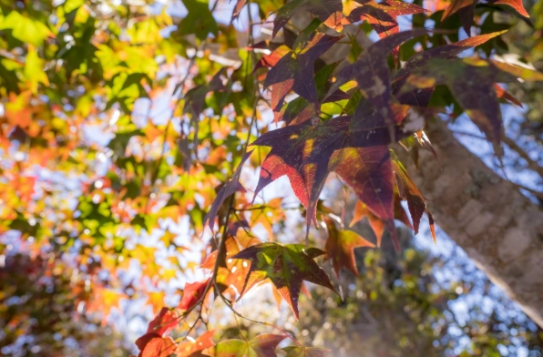 馬拉邦山楓葉景點