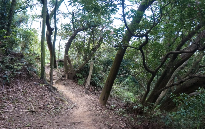 大棟山步道 大棟山步道