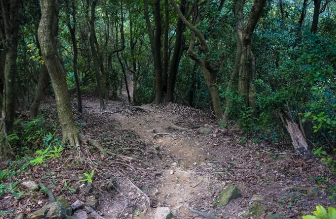 大棟山步道 大棟山步道