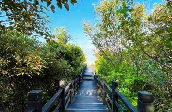 大同山觀景台交通