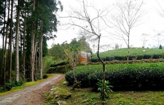 嘉義大棟山登山