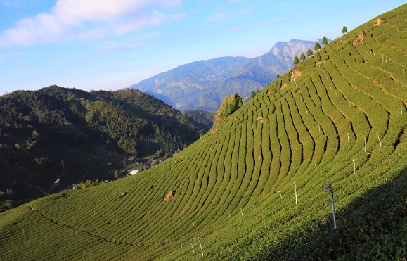 嘉義大棟山步道