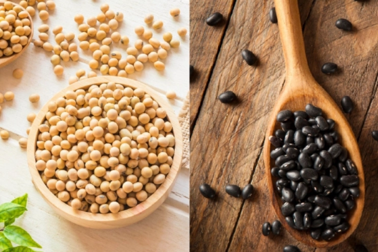 黃豆和黑豆的營養