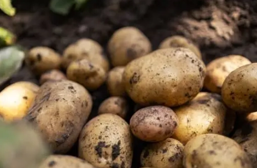 什麼人不能吃馬鈴薯