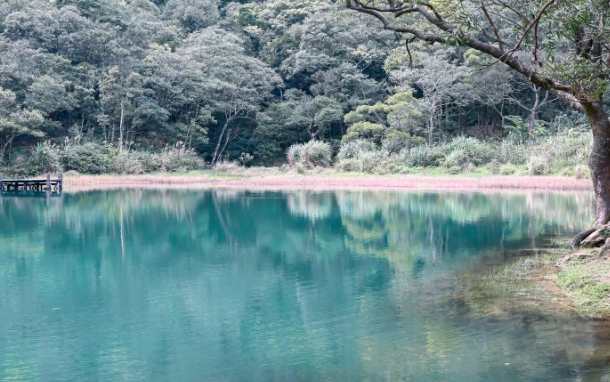 新山夢湖螢火蟲
