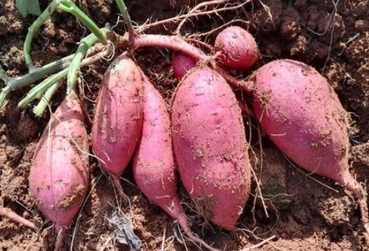 地瓜食物相剋